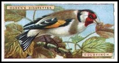 12 Goldfinch